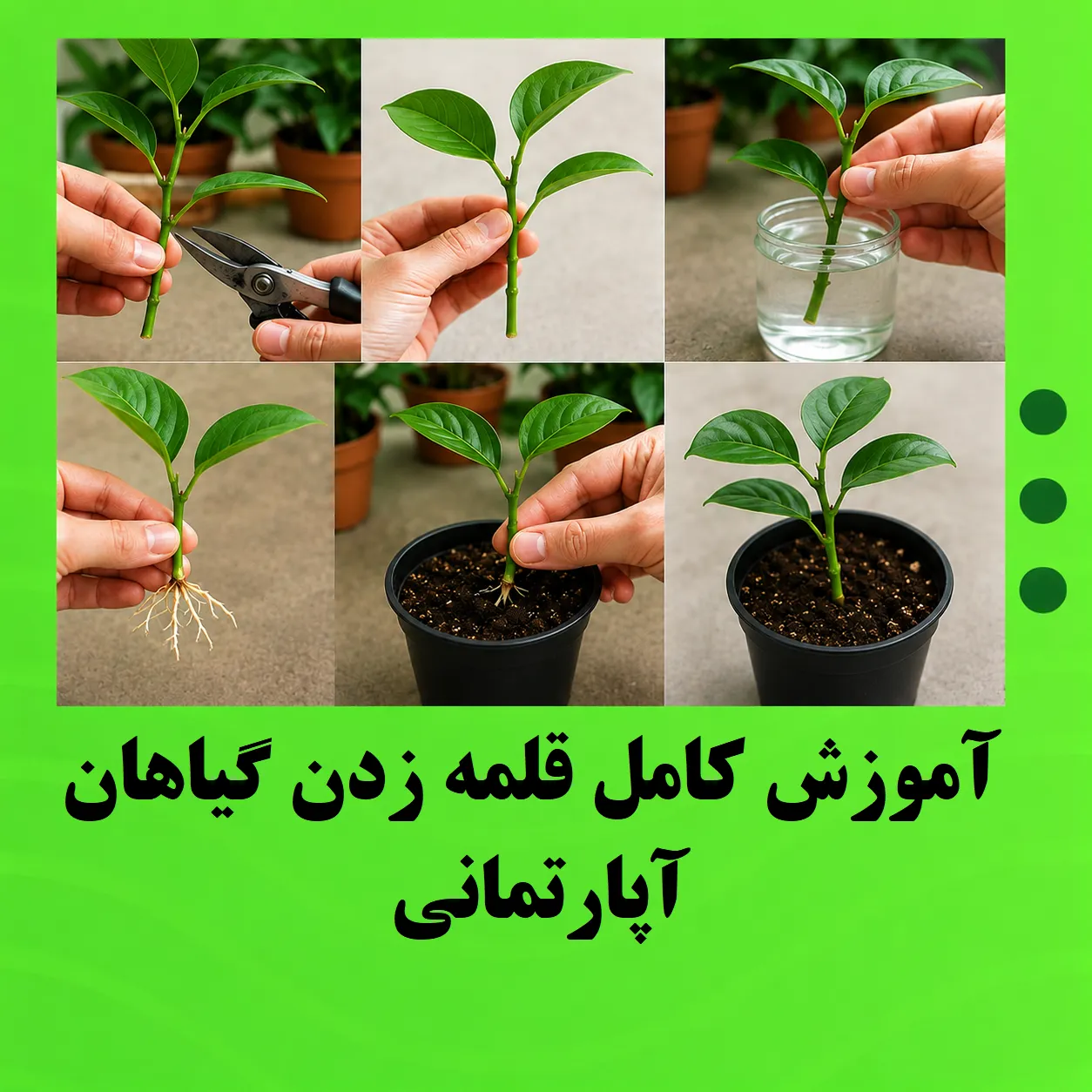 آموزش کامل قلمه زدن گیاهان آپارتمانی