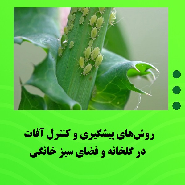 روش‌های پیشگیری و کنترل آفات در گلخانه و فضای سبز خانگی