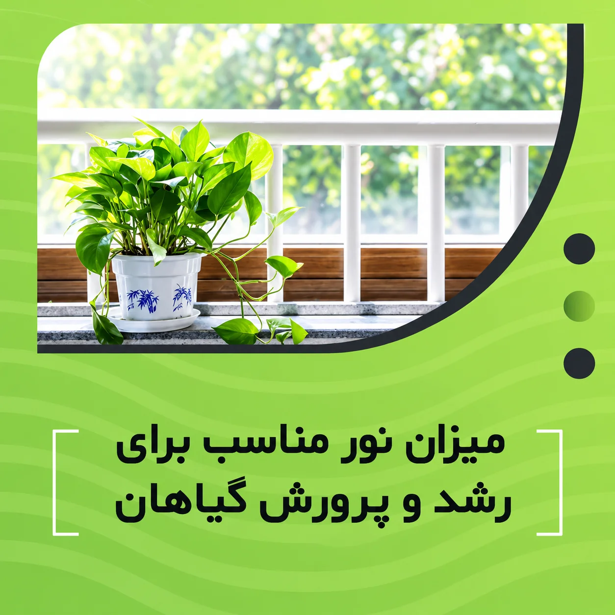 میزان نور مناسب برای رشد و پرورش گیاهان