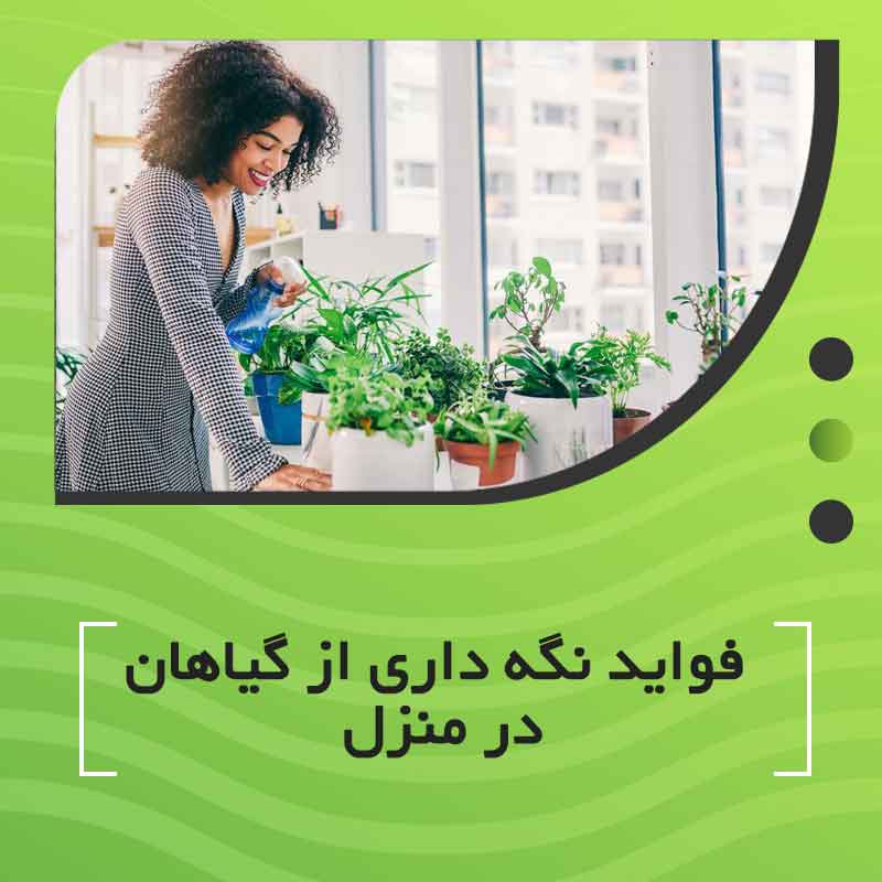 فواید نگه داری از گیاهان در منزل