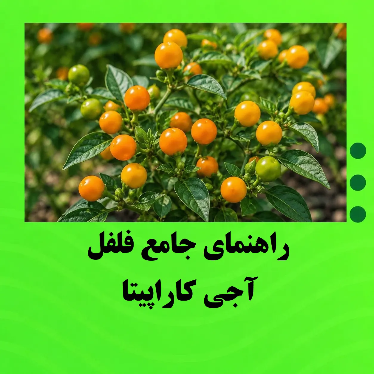 راهنمای جامع فلفل آجی کاراپیتا | معرفی، کاشت، نگهداری، برداشت و افزایش باردهی