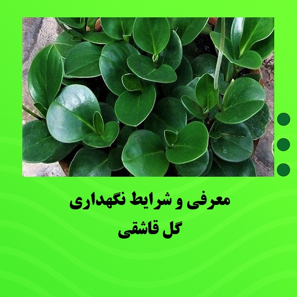 معرفی و شرایط نگهداری گل قاشقی