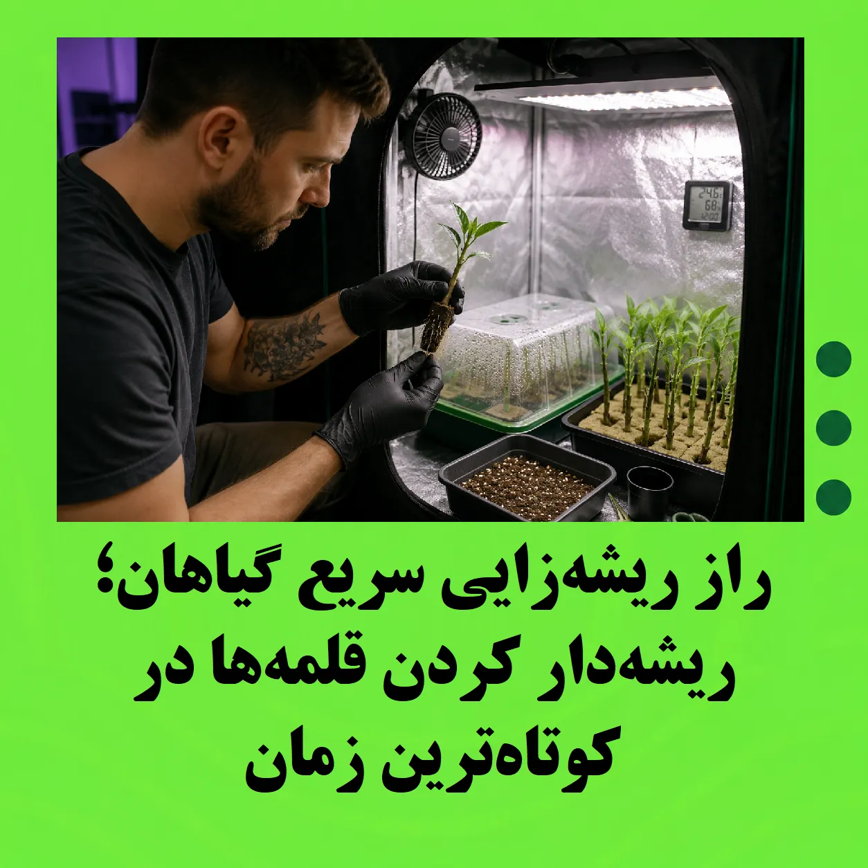 راز ریشه‌زایی سریع گیاهان؛ ریشه‌دار کردن قلمه‌ها در کوتاه‌ترین زمان