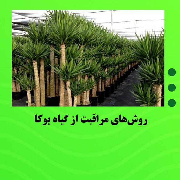 روش‌های مراقبت از گیاه یوکا