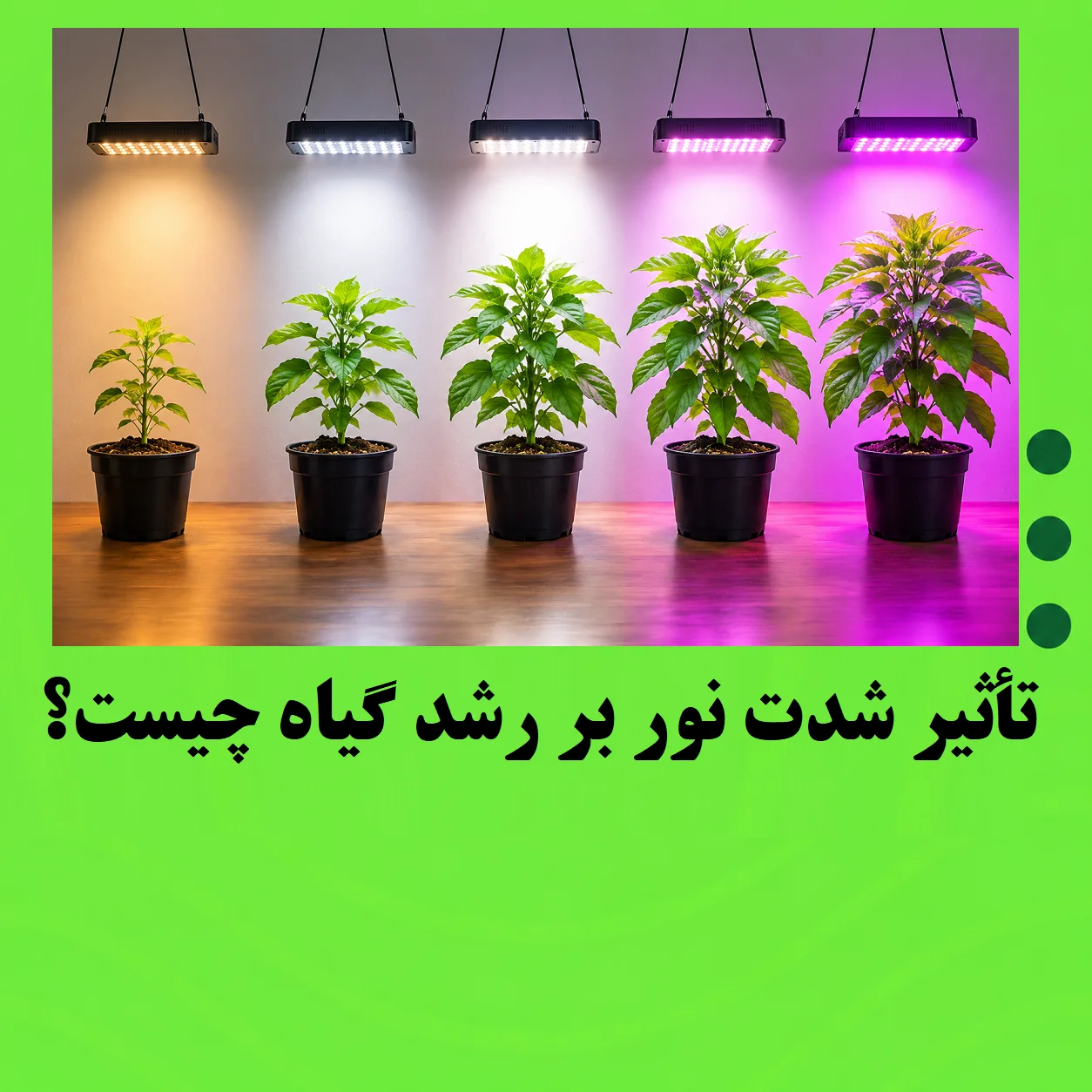 تأثیر شدت نور بر رشد گیاه چیست؟