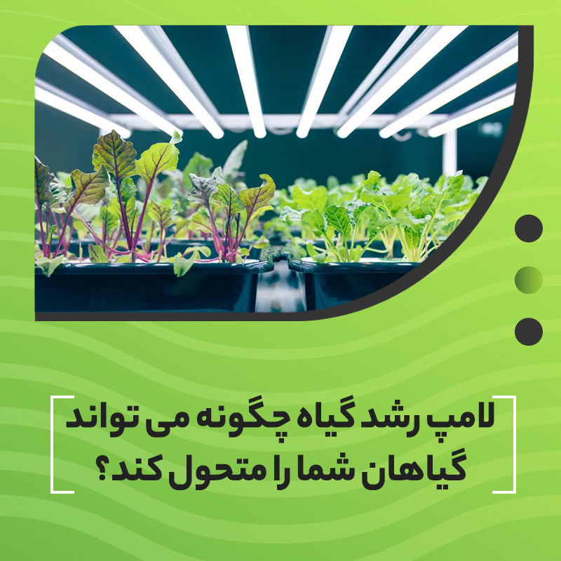 لامپ رشد گیاه چگونه می‌تواند گیاهان شما را متحول کند ؟