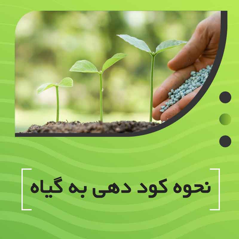 نحوه کوددهی به گیاه