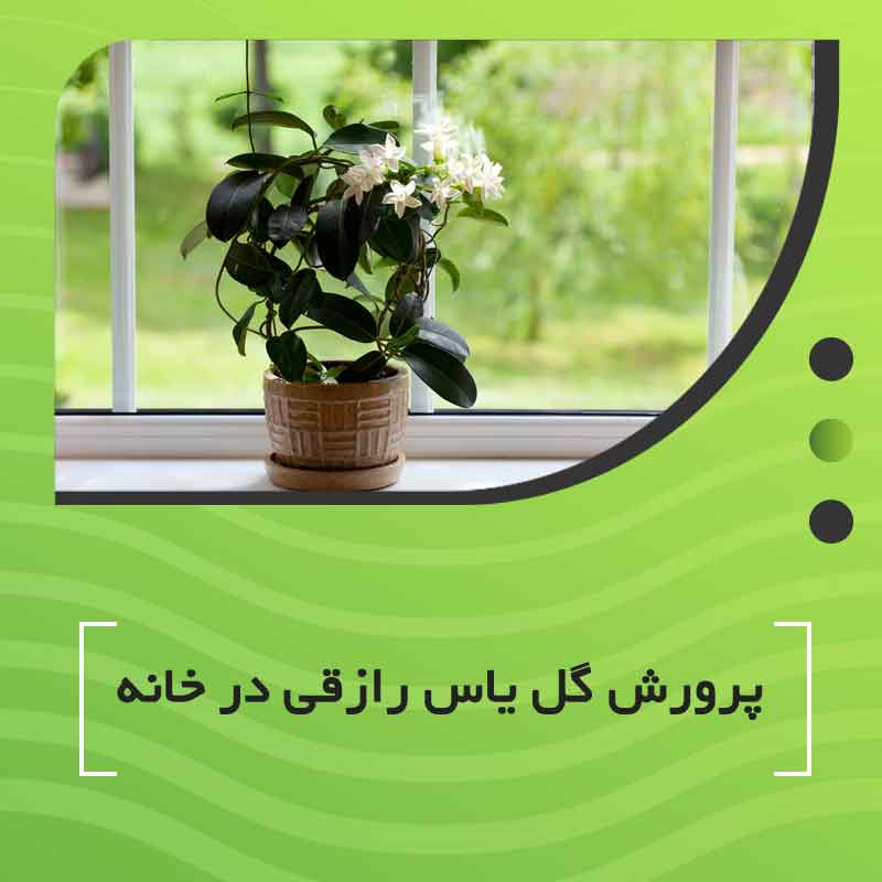 پرورش گل یاس رازقی در خانه