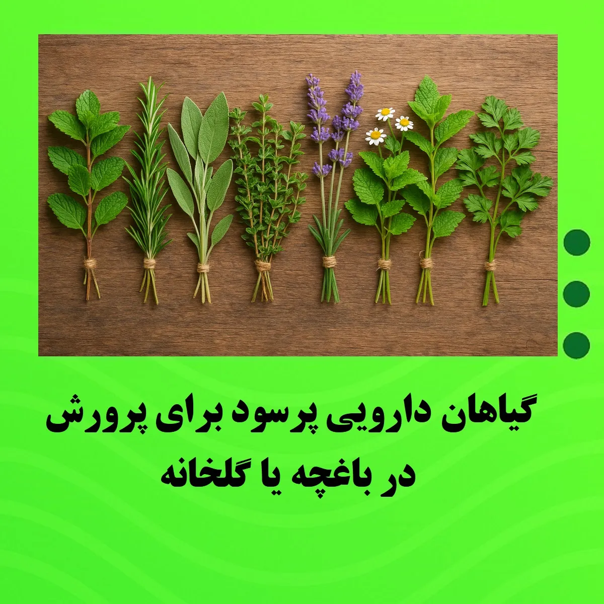 گیاهان دارویی پرسود برای پرورش در باغچه یا گلخانه