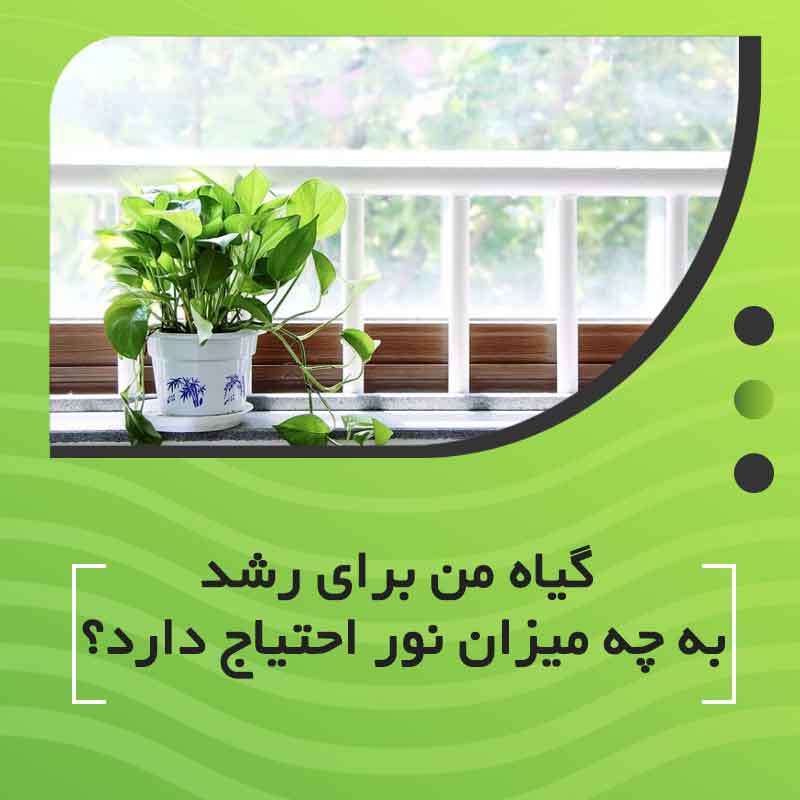 گیاه من برای رشد به چه میزان نور احتیاج دارد؟