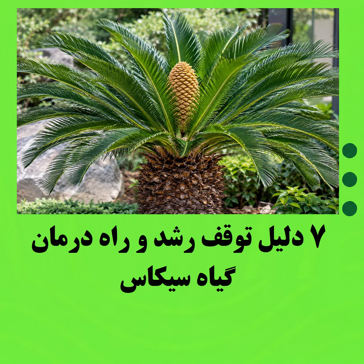 ۷ دلیل توقف رشد و راه درمان گیاه سیکاس