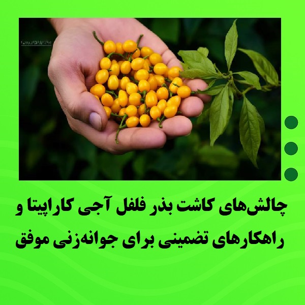 چالش‌های کاشت بذر فلفل آجی کاراپیتا و راهکارهای تضمینی برای جوانه‌زنی موفق