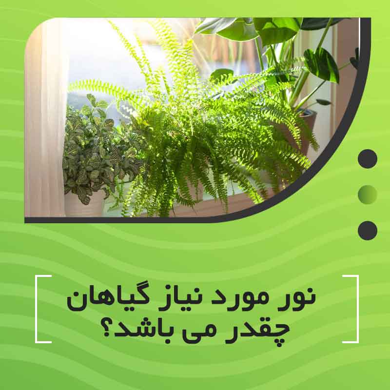 نور مورد نیاز گیاهان چقدر می باشد؟