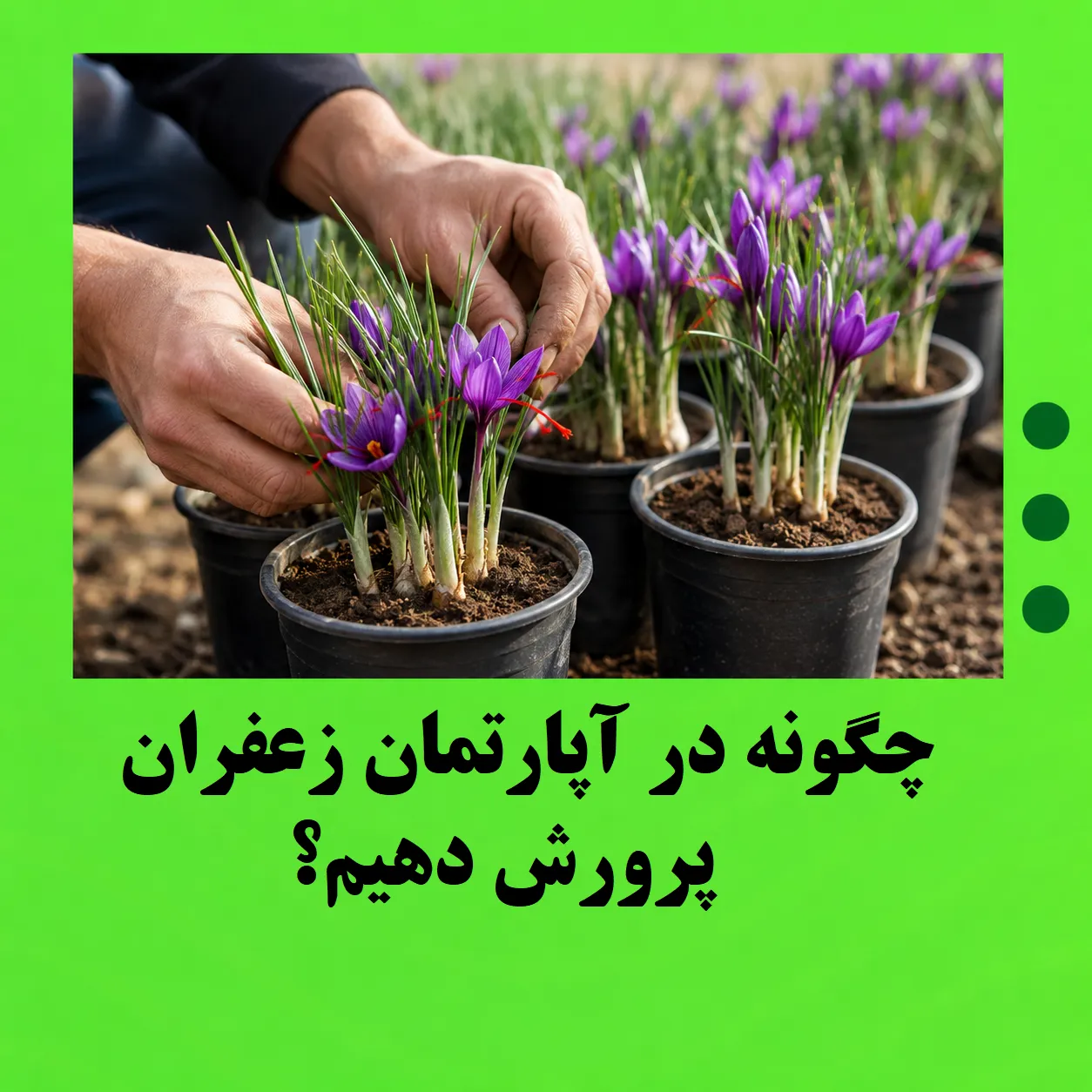 چگونه در آپارتمان زعفران پرورش دهیم؟