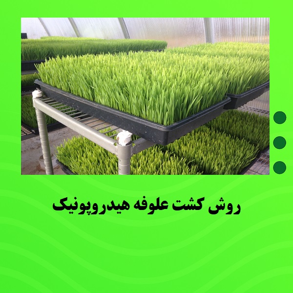 روش کشت علوفه هیدروپونیک
