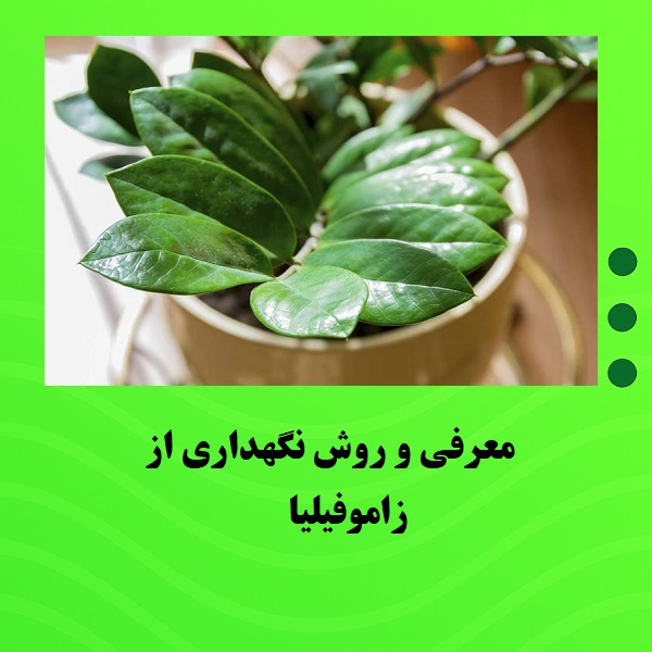 معرفی و روش نگهداری از زاموفیلیا