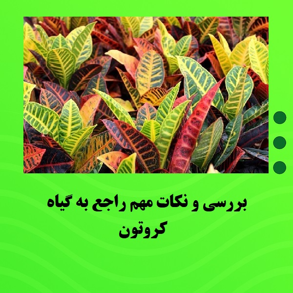 بررسی و نکات مهم راجع به گیاه کروتون