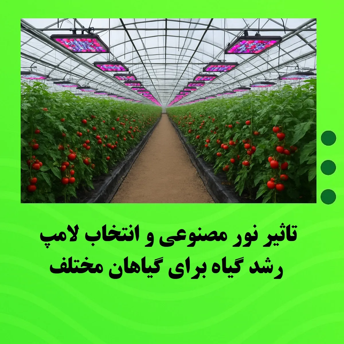 تاثیر نور مصنوعی و انتخاب لامپ رشد گیاه برای گیاهان مختلف