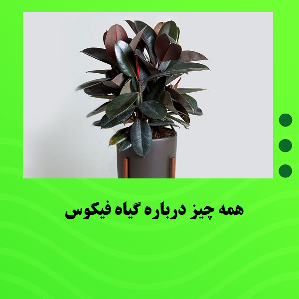 همه چیز درباره گیاه فیکوس