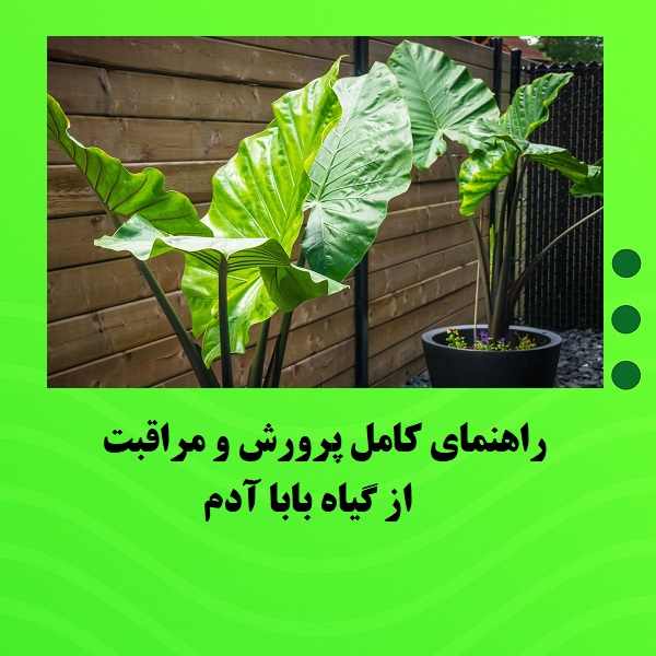 راهنمای کامل پرورش و مراقبت از گیاه بابا آدم
