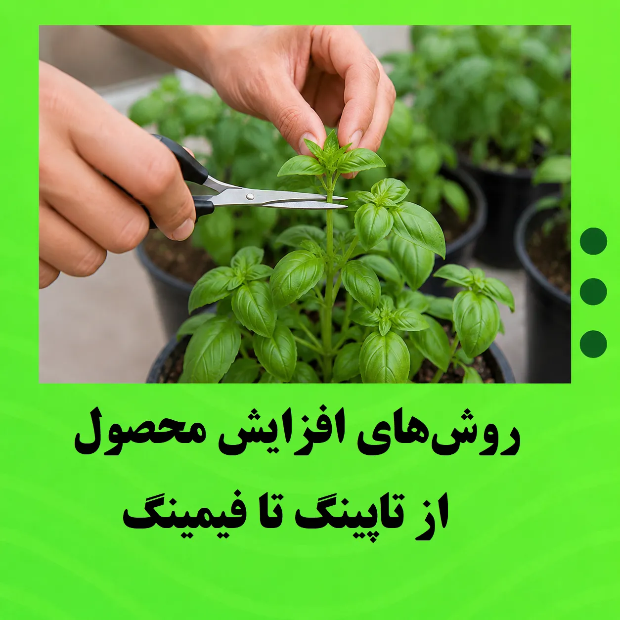روش‌های افزایش محصول گیاه و میوه؛ از تاپینگ تا فیمینگ