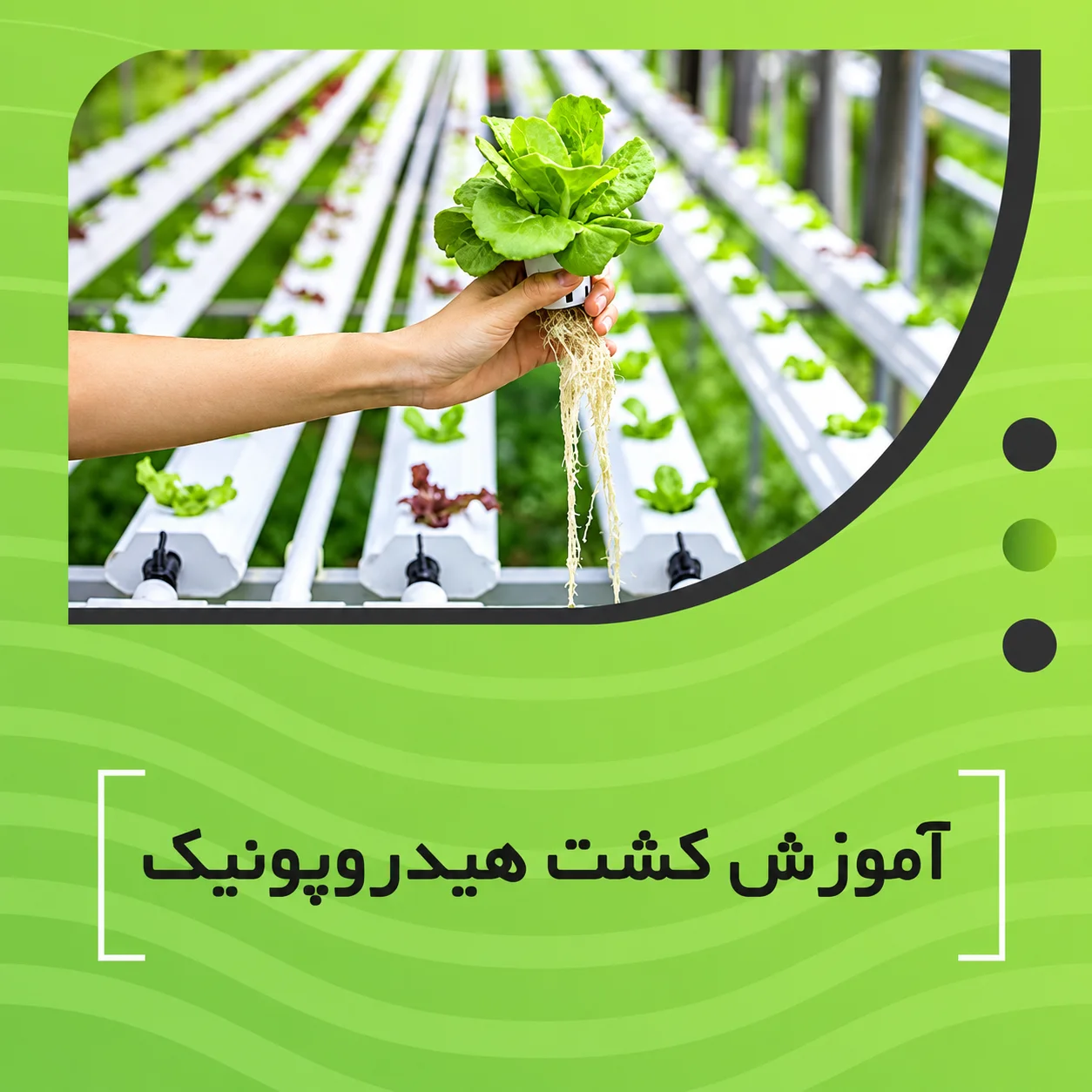 آموزش کشت هیدروپونیک