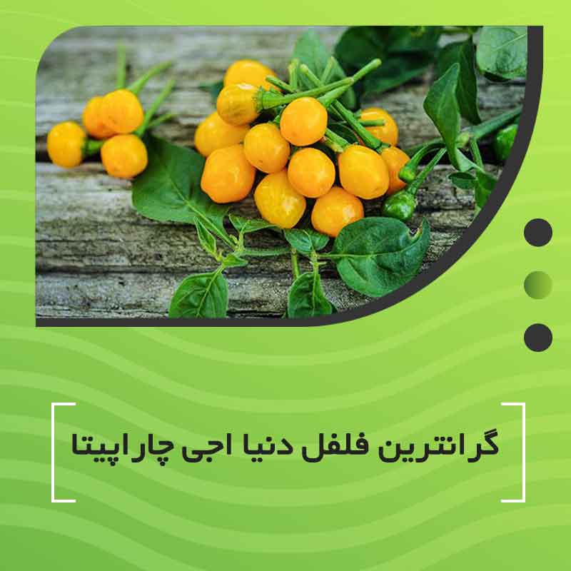 گرانترین فلفل دنیا اجی چاراپیتا