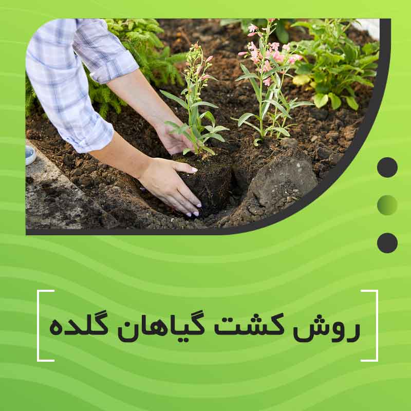 روش کشت گیاهان گلده