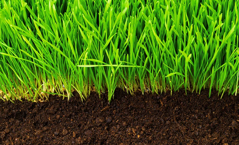 چرا باید از کود های ارگانیک برای رشد گیاهان استفاده کنیم؟