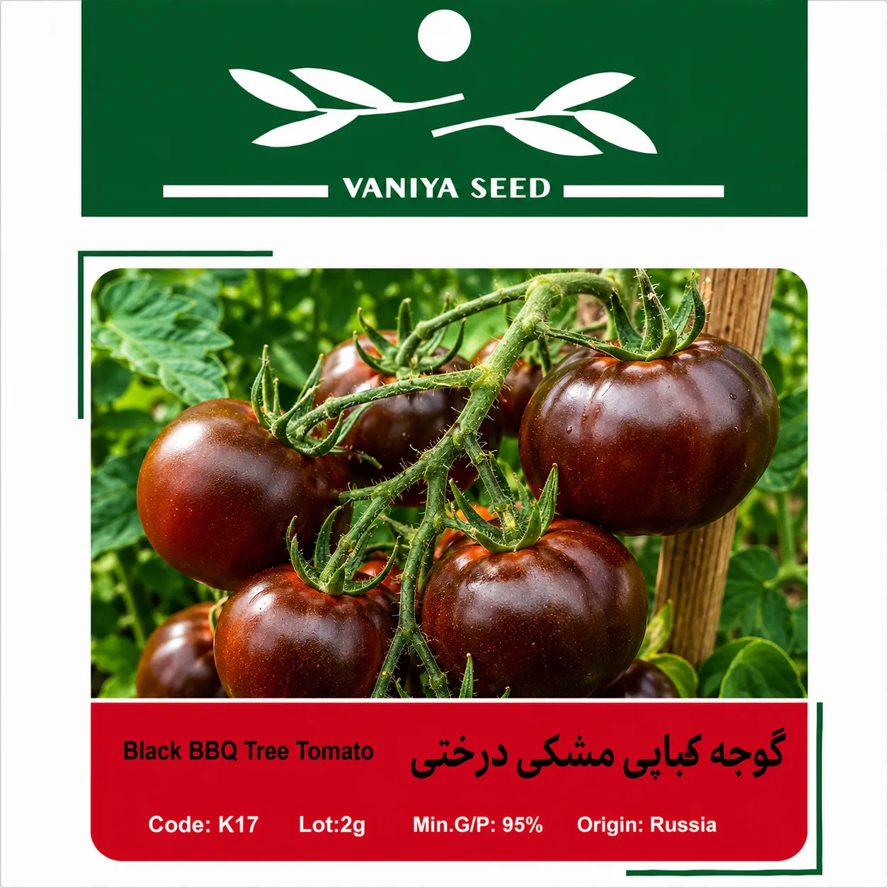 بذر گوجه کبابی مشکی درختی وانیا
