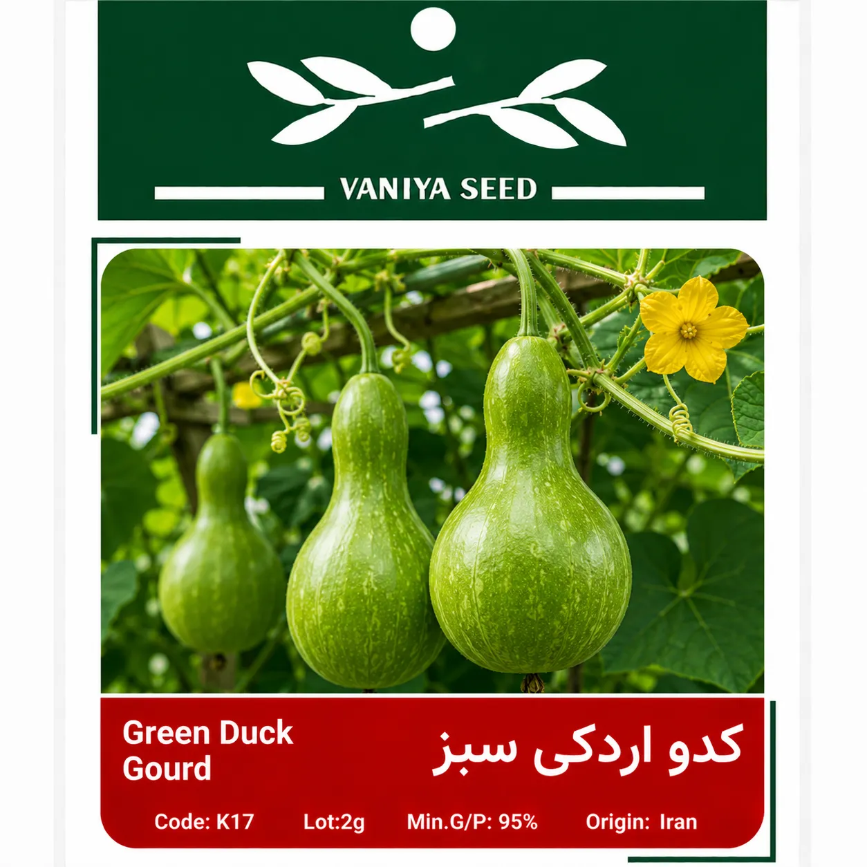 بذر کدو اردکی سبز وانیا