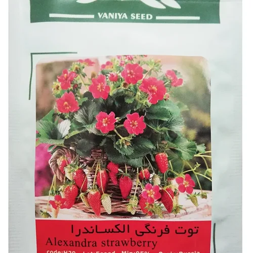 بذر توت فرنگی الکساندرا وانیا
