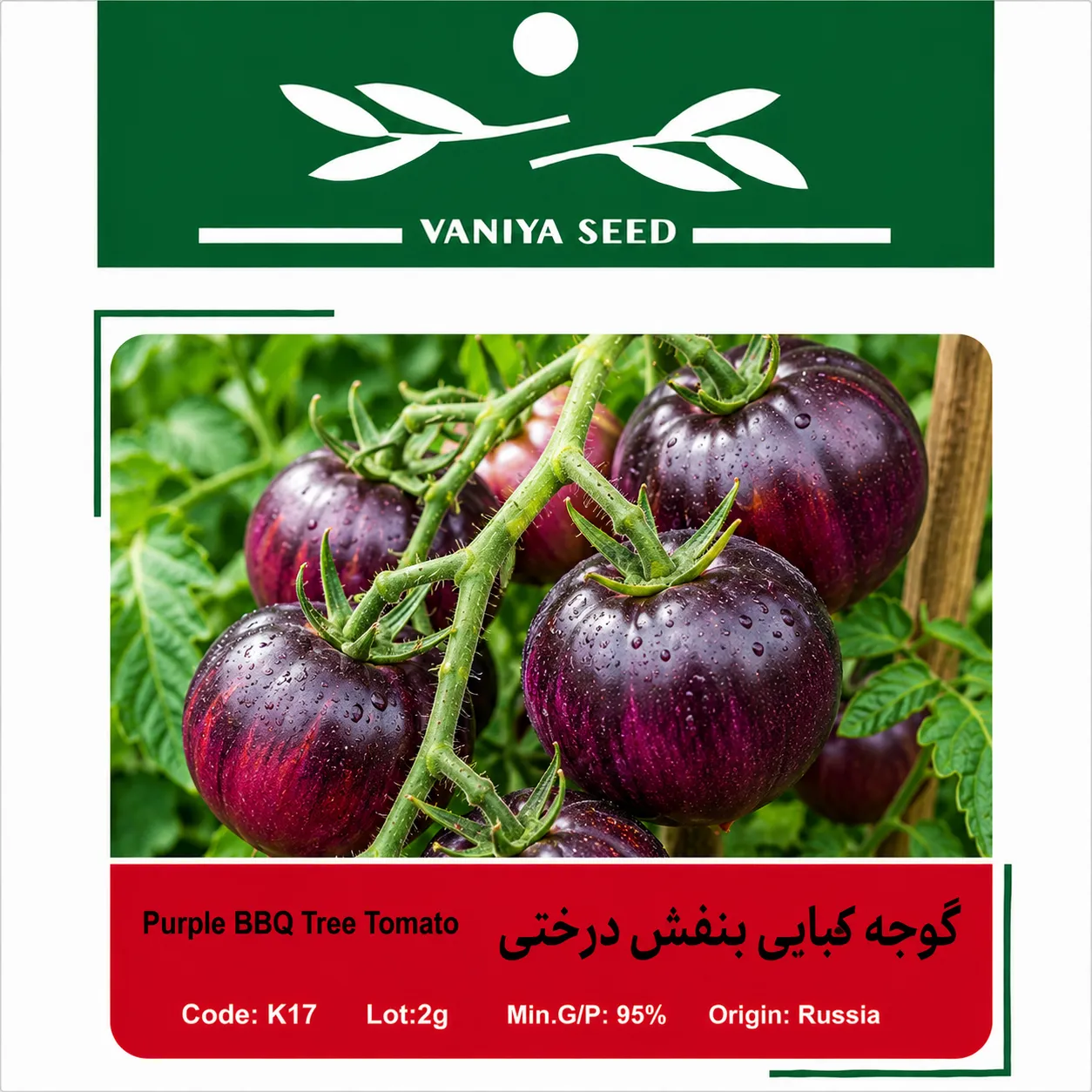بذر گوجه کبابی بنفش درختی وانیا