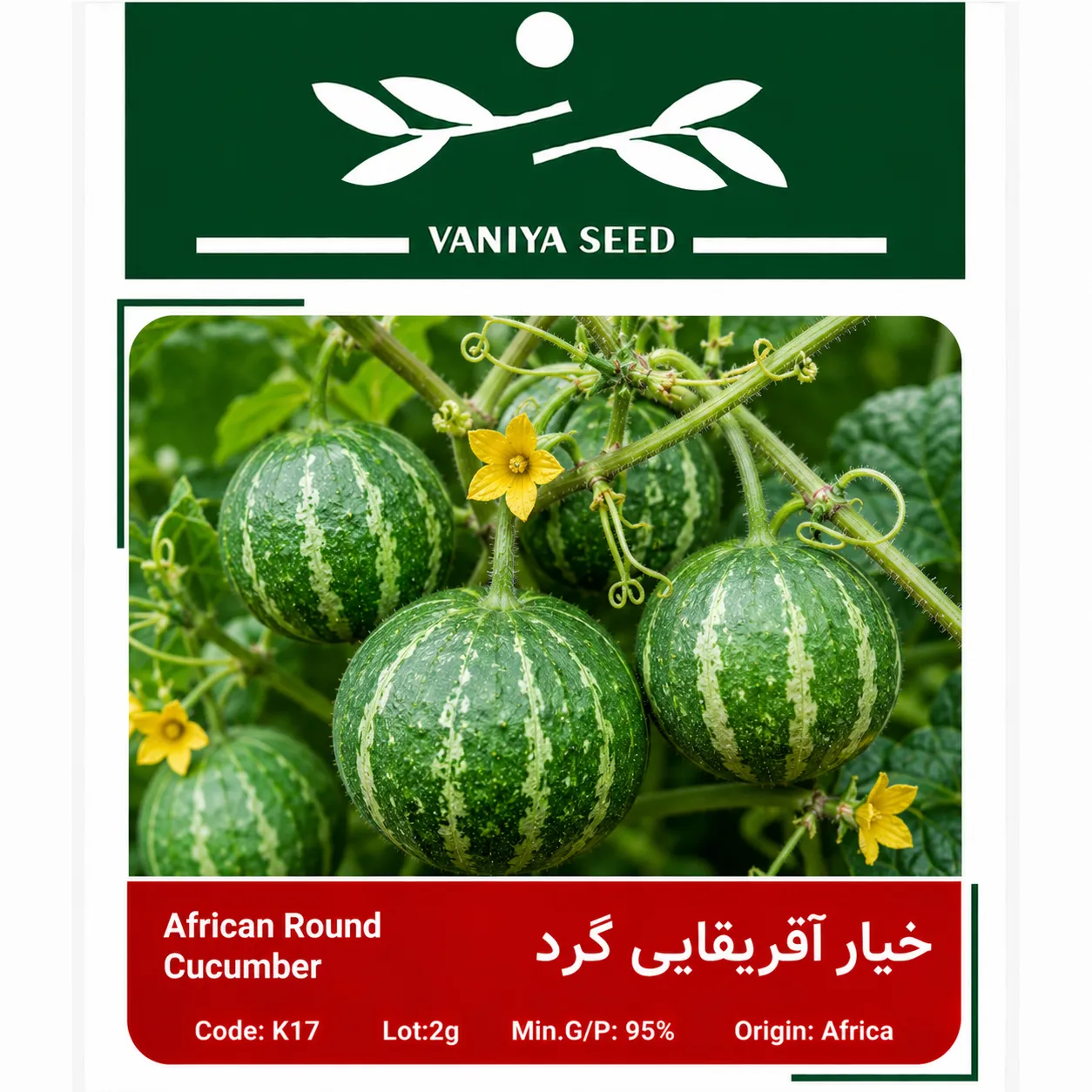 بذر خیار آفریقایی گرد وانیا