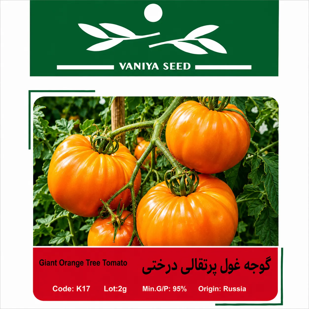 بذر گوجه غول پرتقالی درختی وانیا