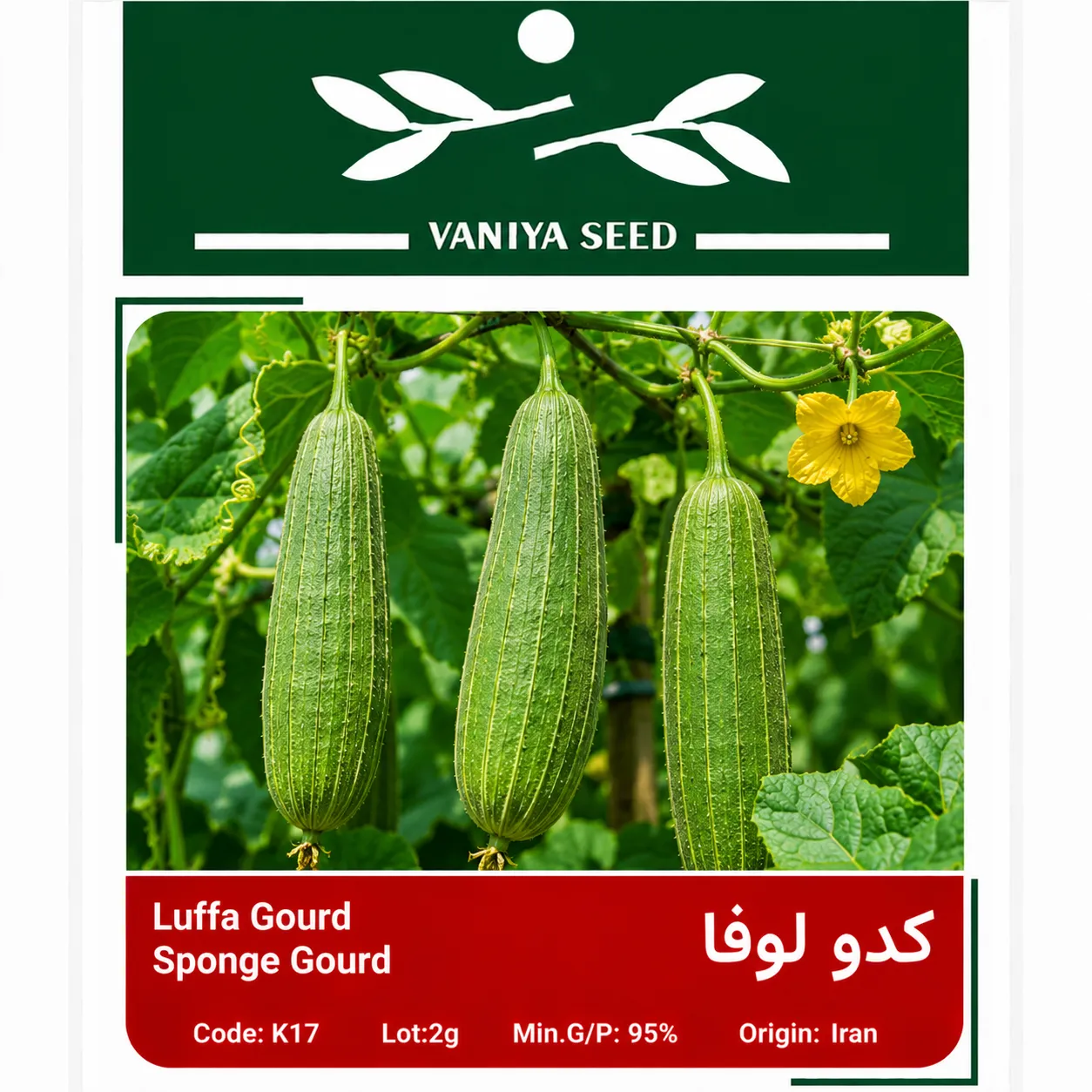 بذر کدو لوفا وانیا